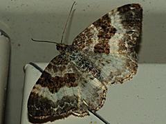 White-banded Toothed Carpet